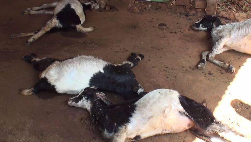 17 goats died in madurai