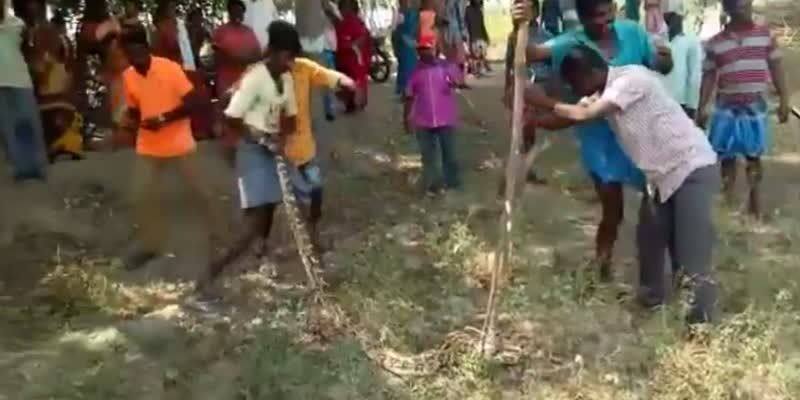 pythons entered into a farmland near vaaniyampadi