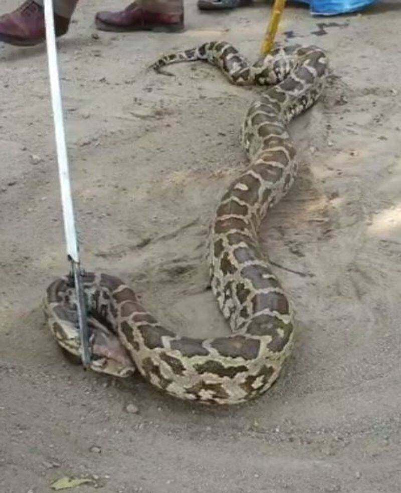 pythons entered into a farmland near vaaniyampadi