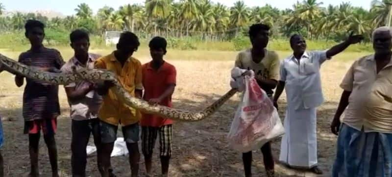 pythons entered into a farmland near vaaniyampadi