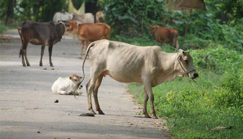 over production of bulls may derail the sex ratio in cattle, kerala plans to boost number of cows