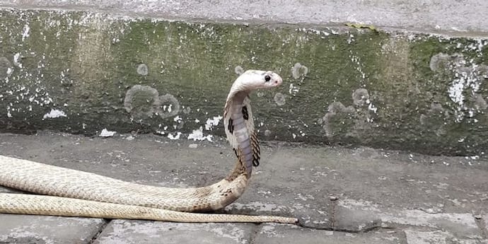 বেডরুম থেকে বাথরুম-সর্বত্র ঘুরে বেড়াচ্ছে সাপ, বেহালায় ফ্ল্যাট কিনে বিপাকে দম্পতি