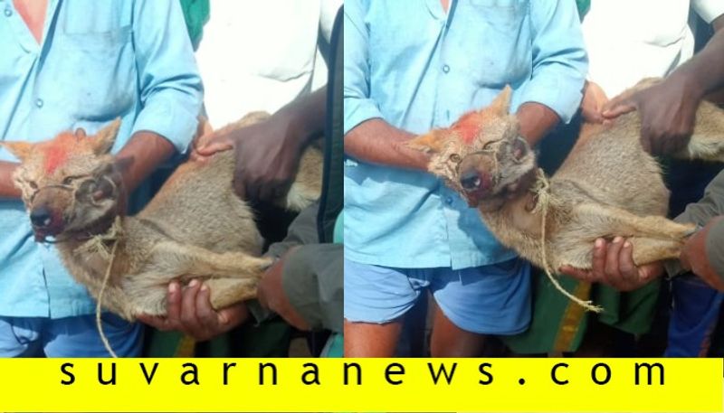 wild animals and dogs fight in mysore