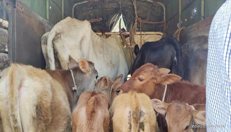 Hindu Outfits Rescue Cows From Slaughter in Chitradurga