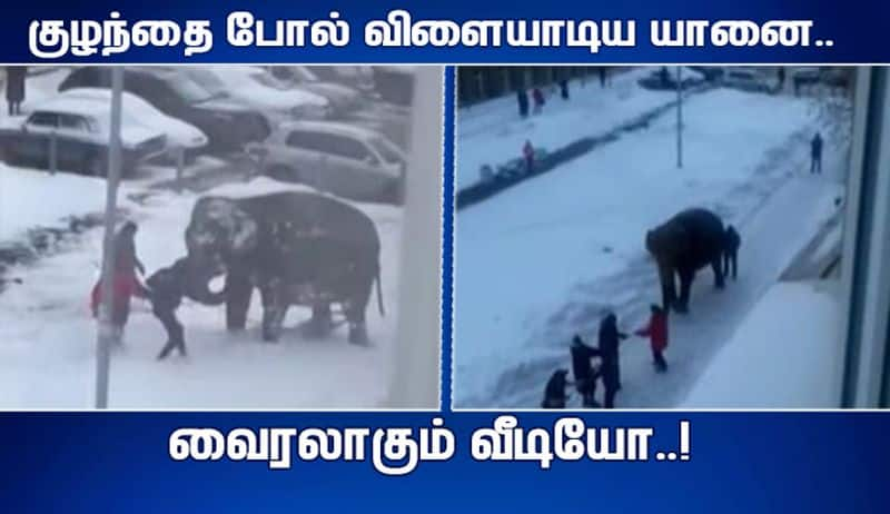 THE ELEPHANTS RAN AWAY FROM THE CIRCUS TO LIE IN THE SNOW