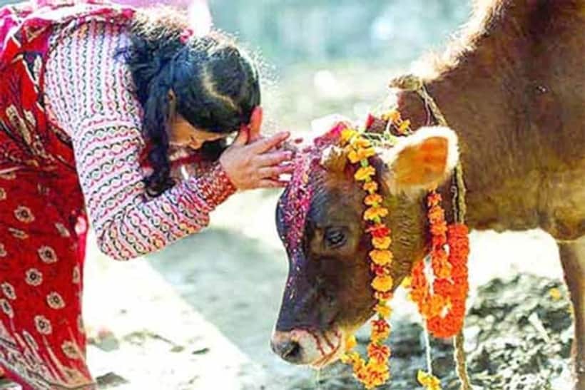गौ की करें सेवा, दूर होंगे वास्तु और ग्रह दोष