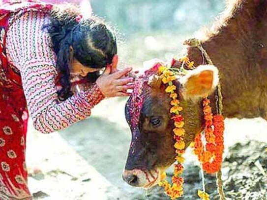 Serve cow, Vastu and planetary defects will be removed