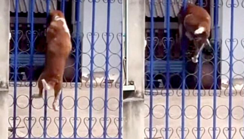 dog climbs 10 foot metal to find the right spot to get through it