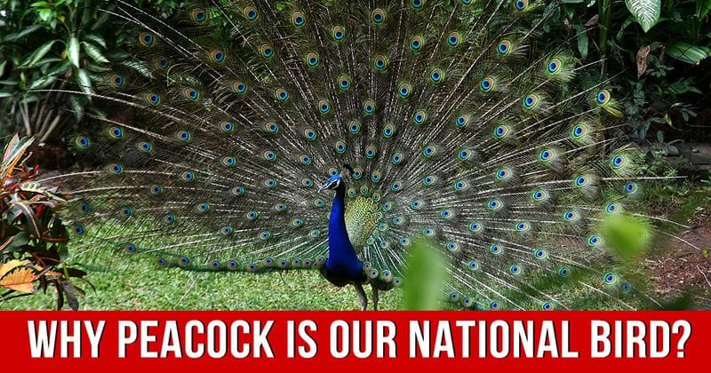 why is peacock the national bird of india