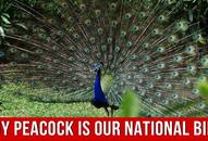 why is peacock the national bird of india