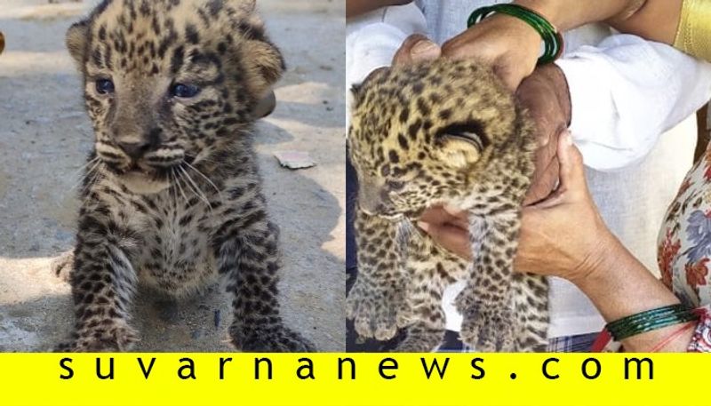 Cute baby cheetah found in sugarcane field in mysore