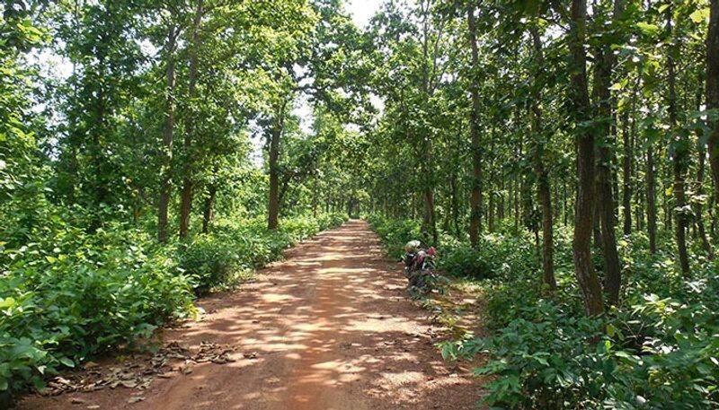 Malenadu Forest Land Converted To Agriculture Land