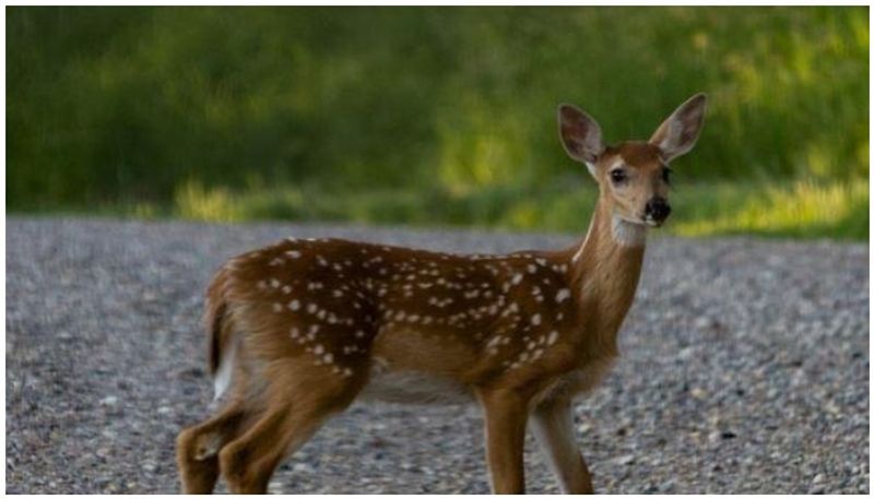 Kerala: Deer enters bakery, takes owner by surprise