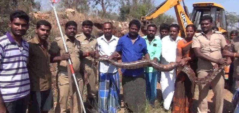 python entered in a farmland