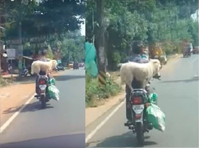 Man take his pet dog wit bike police fined under Motor act Kerala