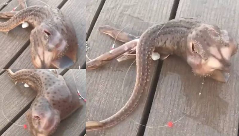 video goes viral sea monster with three legs big mouth and eyes