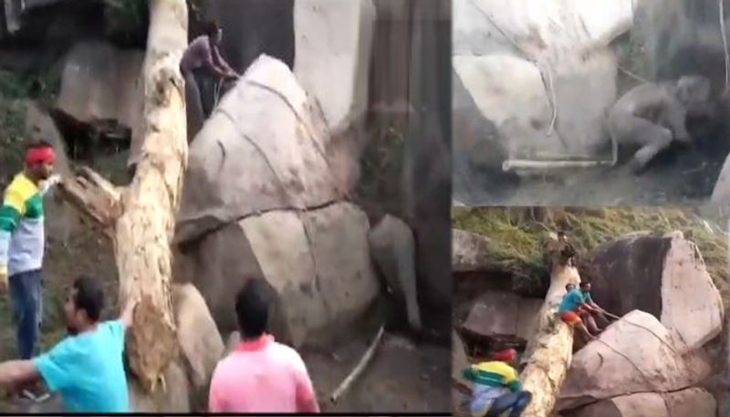 shocking visual of elephant calf rescued from boulders