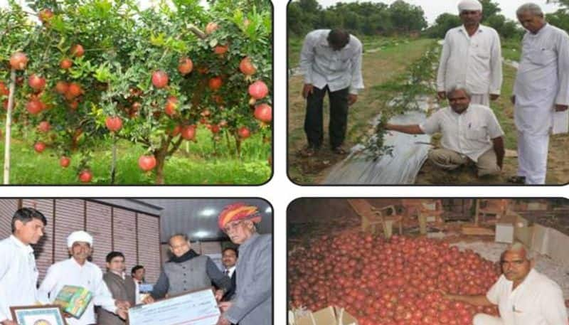 Pomegranate farming success story