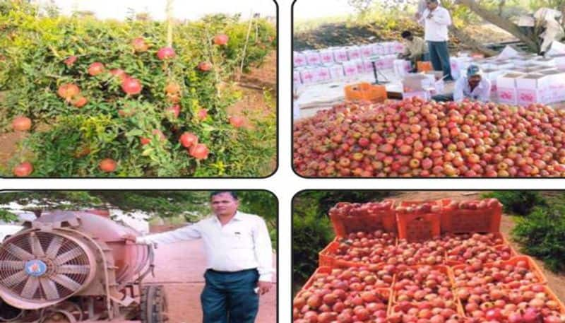 Pomegranate farming success story