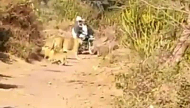 Gir Lioness And Cubs Come Across Biker On Road