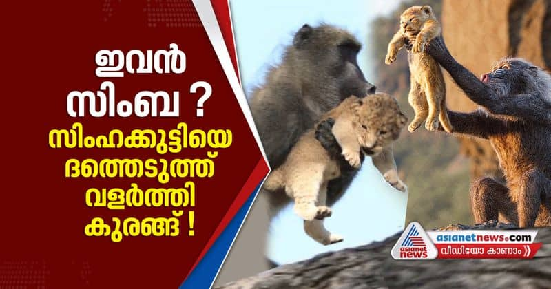 baboon adopts and grooms lion cub related with simba in the lion king