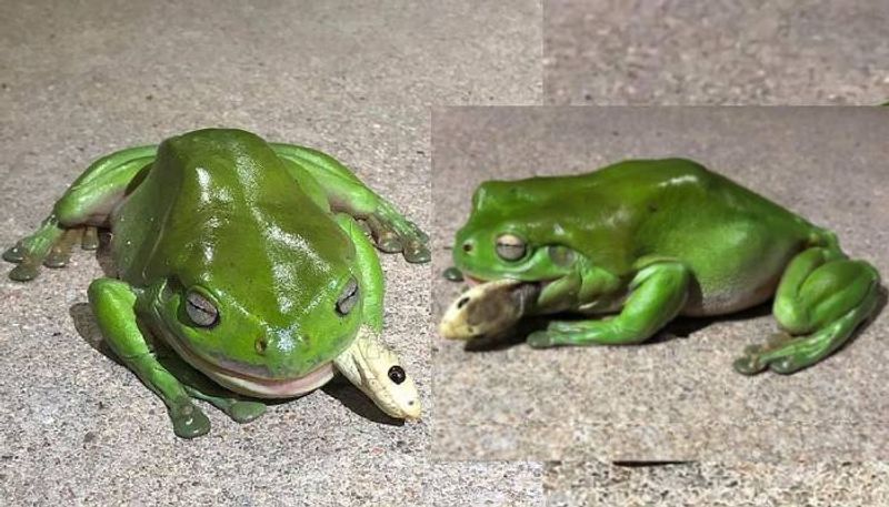 green tree frog eating a deadly Coastal Taipan snake viral video