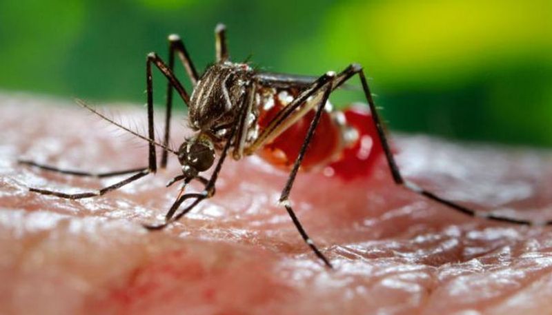 Mosquito menace: Understanding one of the most dangerous insect on earth that can cause fatal diseases-dnm