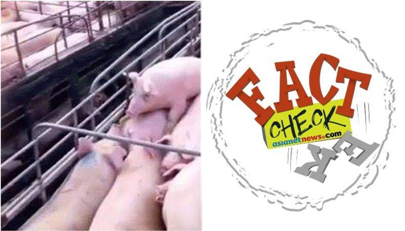 truth behind the photo of pigs burnt and buried alive