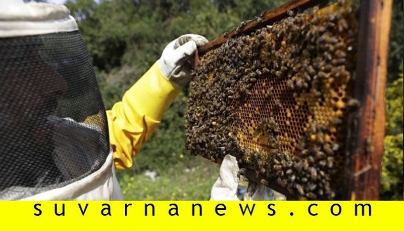 Apiculture helps to increase other farm Yield