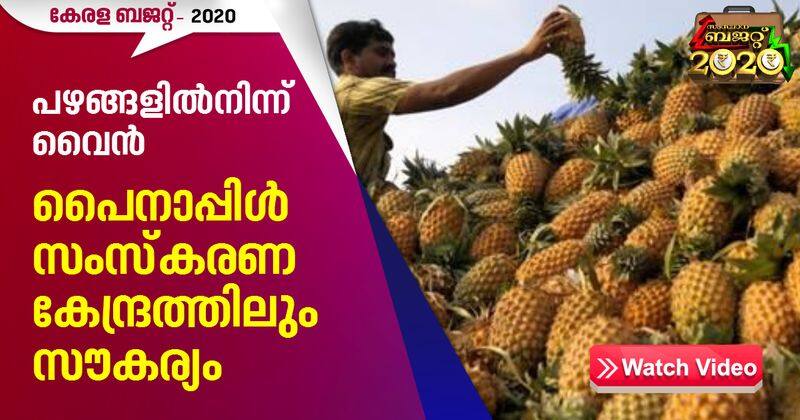 kerala budget 2020 state plans to brew wine from pineapple