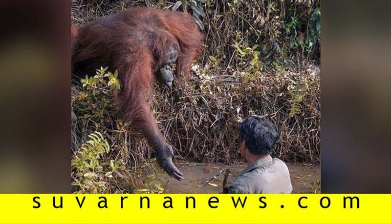 An Orangutan Extends A Helping Hand To Man In River