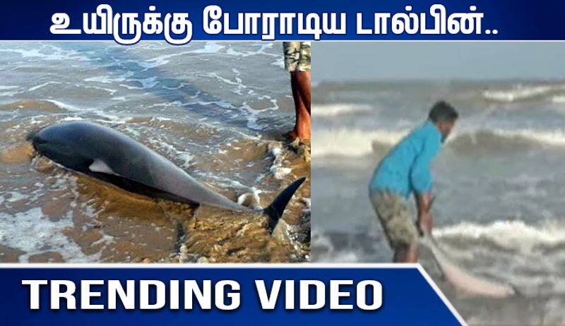 dolphin shored in vedaranyam