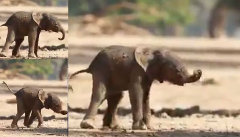 newborn elephant trying to take its first steps video viral