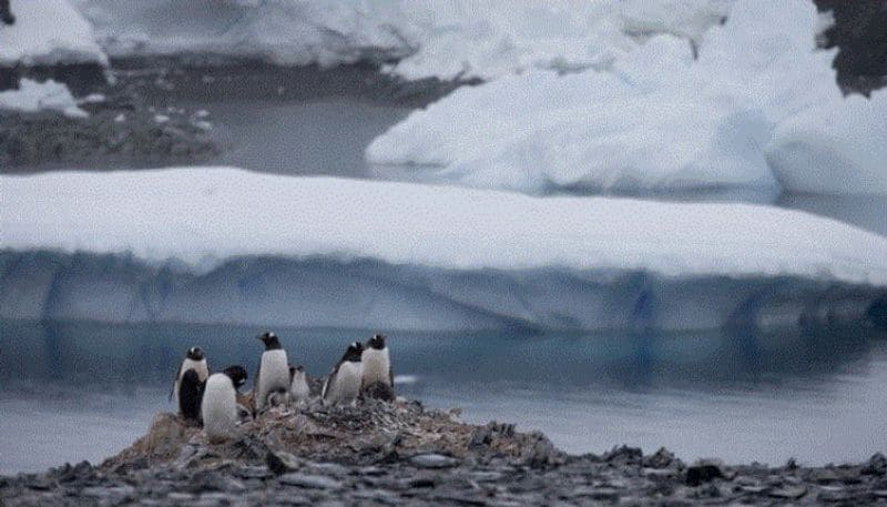 After red, Antarctica's snow is turning green