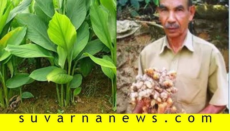 5 kg of turmeric in same plant in madikeri