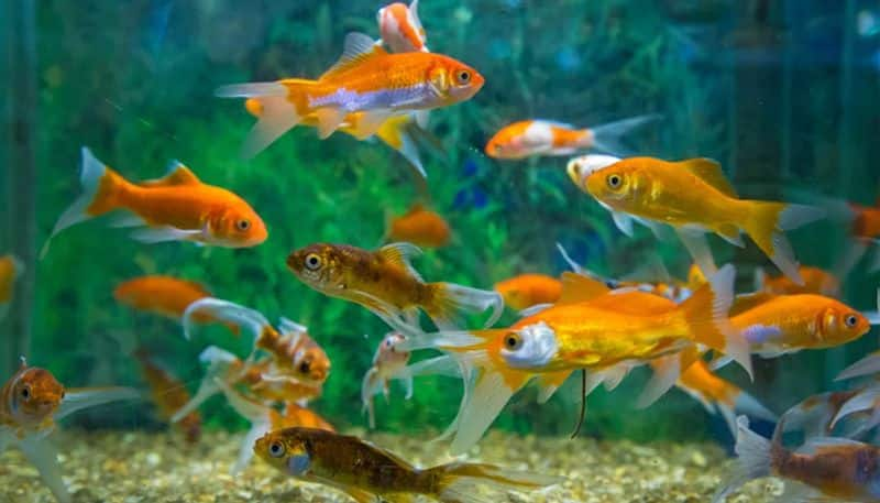 how to take care of aquarium fish