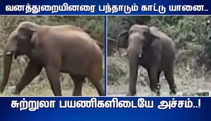 Fear between kovai people because of wild elephant