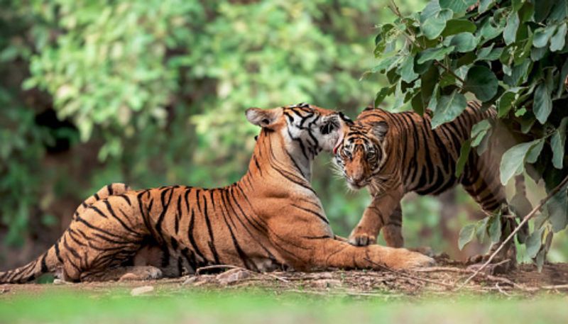 Two tigers spotted in Hirekolale coffee plantation in Chikkamagaluru grg 