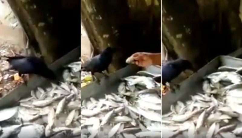 crow and fish seller video goes viral in social media