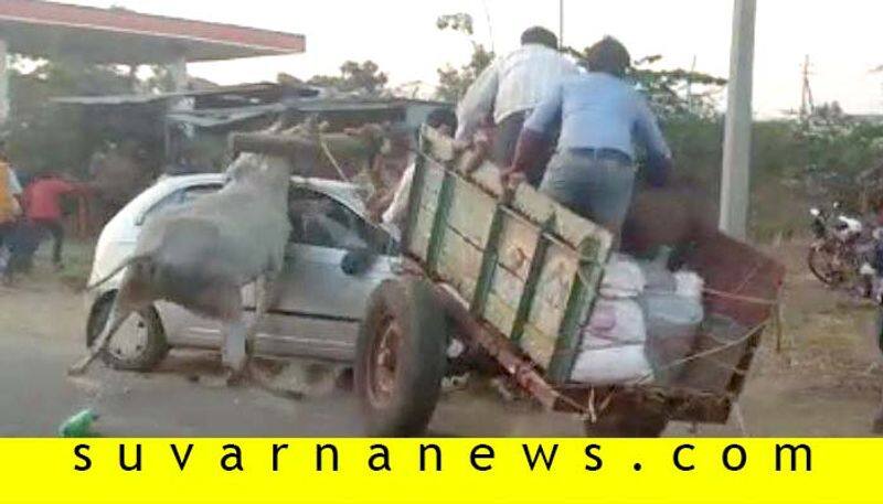 Oxes injured after hit the car in Chikmagaluru Antharaghatte fair