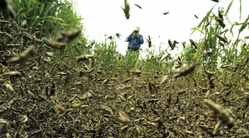 china plan to send duck force against grasshopper for protect crop's