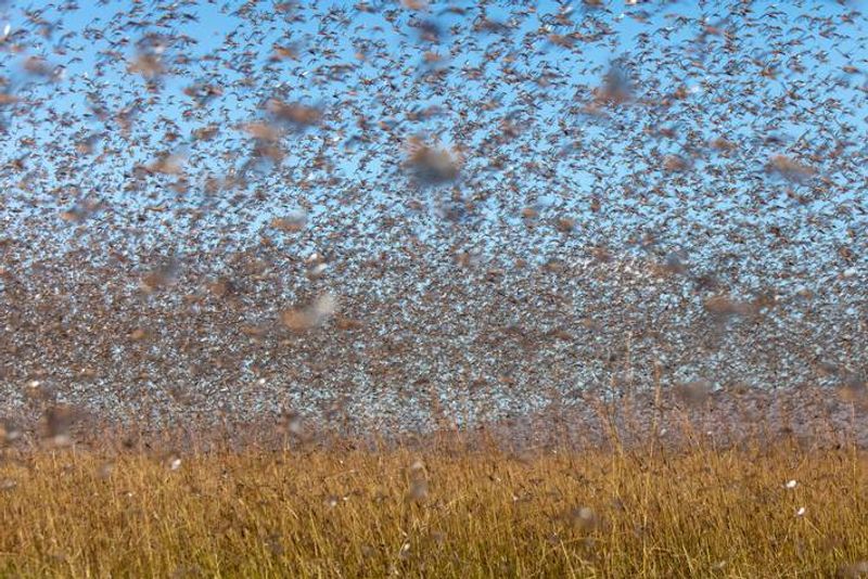 After wreaking havoc in Rajastan and MP locusts attack UP