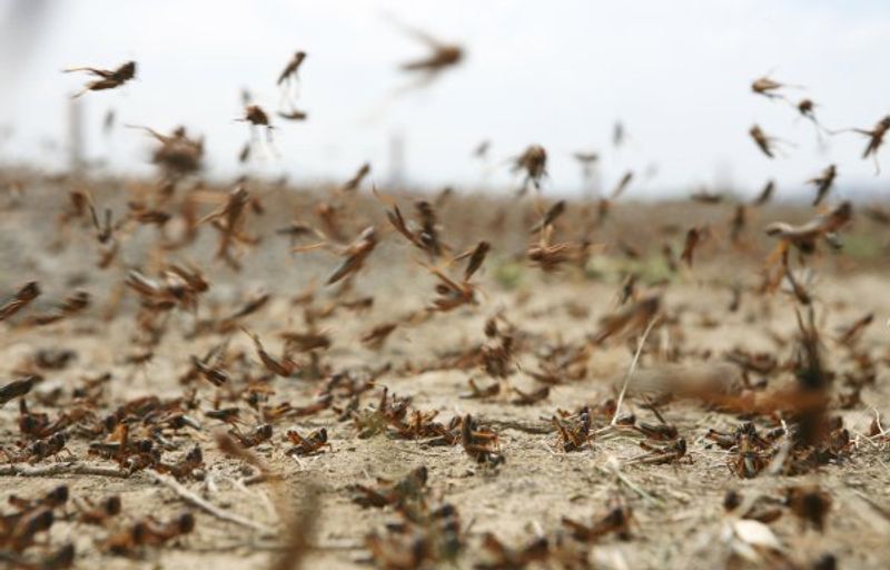 6 States Of India states battle the worst locust attack