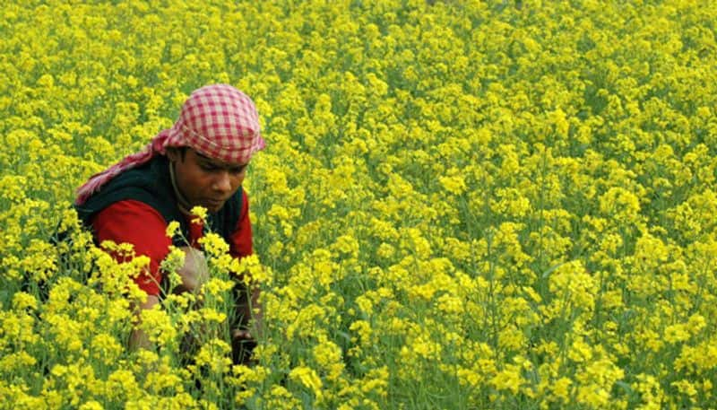 mustard varieties and farming