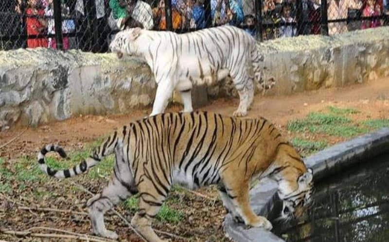 16 year old white tiger dies at Vandalur zoo. By Kidney disease