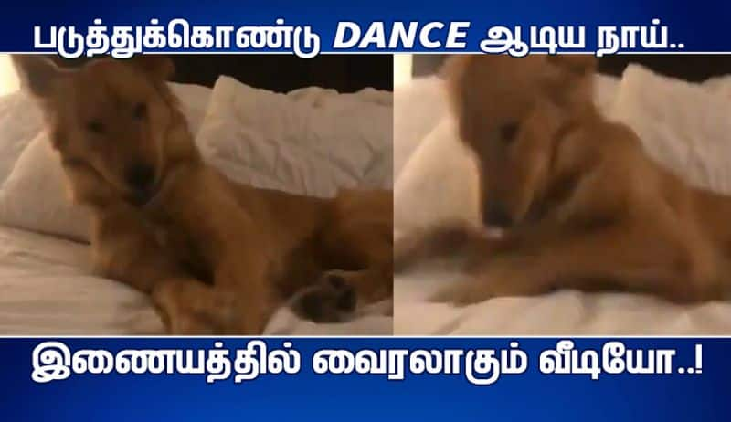 dog dancing video