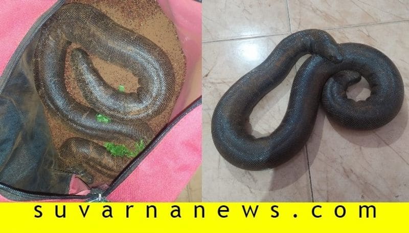 People trying to sell Sand Boas snake arrested in Kodagu