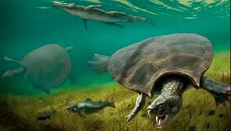 Scientists Have Unearthed New Fossils Of The Turtle