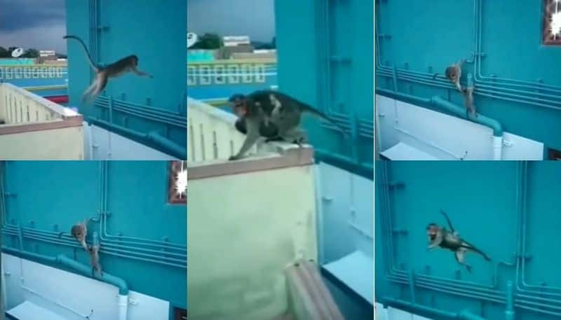 monkey jumping video goes viral in social media