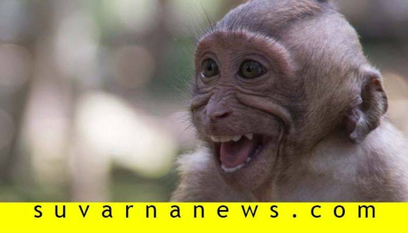 Monkeys attacks on children in Gadag